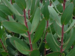 Protea lacticolor leaves